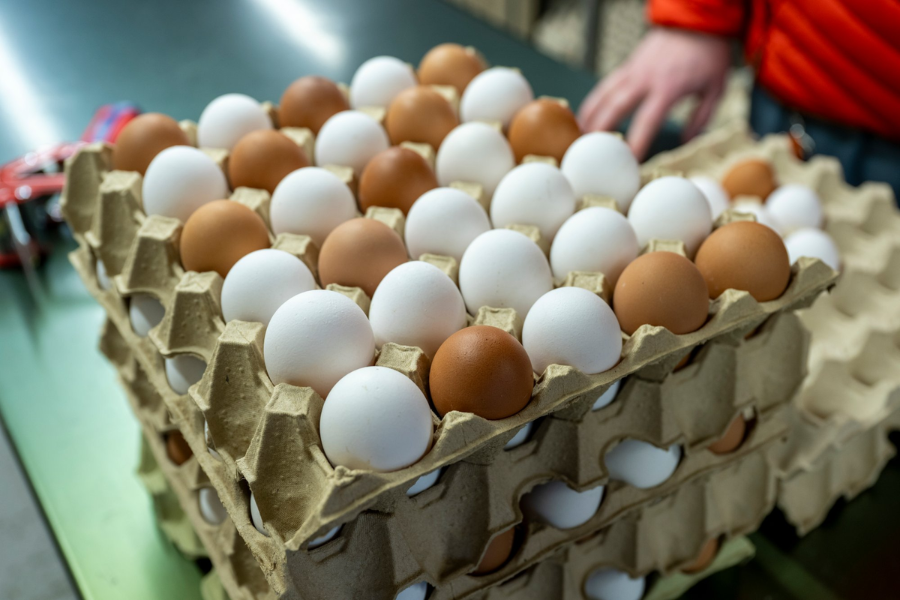 Eggene Leads the Way in Sustainable Egg Farming